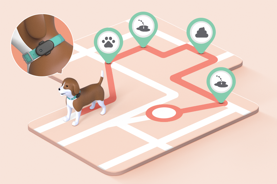 강아지 목줄에 있는 스마트태그와 이를 통해 확인된 강아지 산책 경로